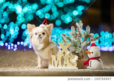 Chihuahua wearing a red hat and Christmas illuminations 109784847