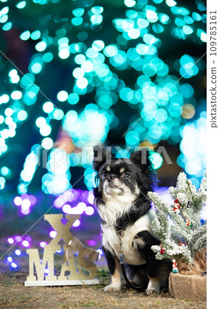 Chihuahua wearing clothes and Christmas illuminations Chihuahua wearing clothes and Christmas illuminations 109785161