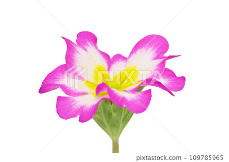 [報春花朱利安]（深度構圖） 109785965