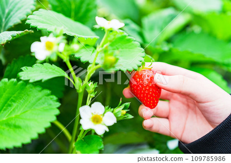Strawberry picking is a classic spring leisure activity that families can enjoy [Image of strawberry picking] 109785986