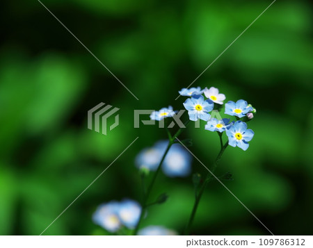 Forget-me-nots blooming in Kaida Kogen Aquatic Botanical Garden in early autumn 109786312