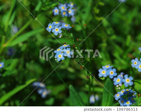 Forget-me-nots blooming in Kaida Kogen Aquatic Botanical Garden in early autumn Forget-me-nots blooming in Kaida Kogen Aquatic Botanical Garden in early autumn 109786313
