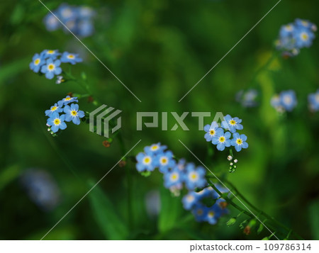 Forget-me-nots blooming in Kaida Kogen Aquatic Botanical Garden in early autumn 109786314