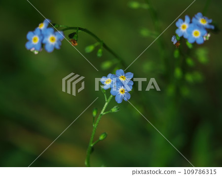 初秋的開田高原水生植物園勿忘我盛開 109786315