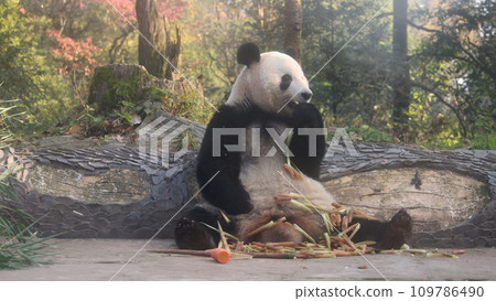 熊貓山杉 熊貓山杉 109786490