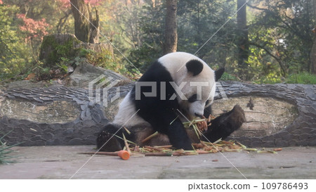 Panda shan shan 109786493
