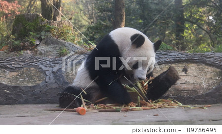 Panda shan shan Panda shan shan 109786495