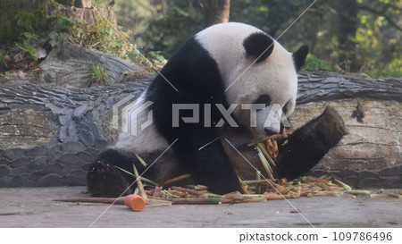 Panda shan shan 109786496