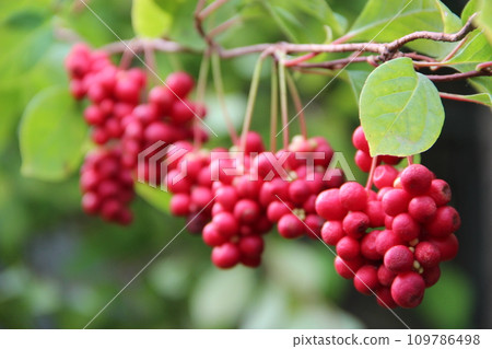 Red schisandra hanging in row. Bunches of ripe schizandra. Schizandra chinensis Red schisandra hanging in row. Bunches of ripe schizandra. Schizandra chinensis 109786498