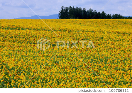 在北海道上川郡美瑛町的明治之丘上，向日葵田一直延伸到山頂。 109786511