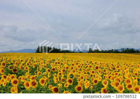 在北海道上川郡美瑛町的明治之丘上，向日葵田一直延伸到山頂。 109786512