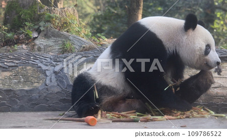 Panda shan shan Panda shan shan 109786522