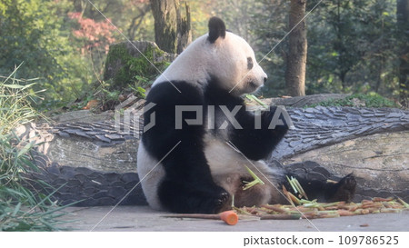 Panda shan shan Panda shan shan 109786525