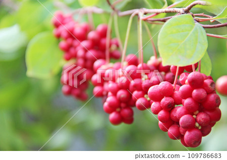 Red fruits of schisandra growing on branch in row. Schizandra on liana in garden 109786683