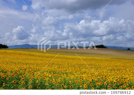 北海道上川郡美瑛町明治之丘上展開的向日葵花田的景色 北海道上川郡美瑛町明治之丘上展開的向日葵花田的景色 109786912
