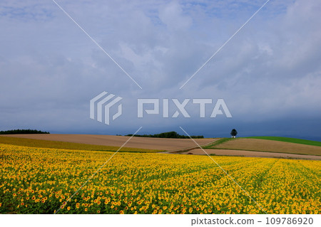 北海道上川郡美瑛町明治之丘上展開的向日葵花田的景色 109786920