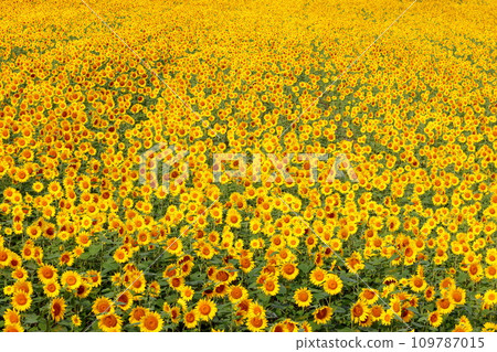 Scenery of sunflower fields spreading all over the Meiji-no-oka hill, Biei-cho, Kamikawa-gun, Hokkaido 109787015