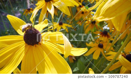 Bees collecting nectar from flower. Bee on a flower close-up. 109787240