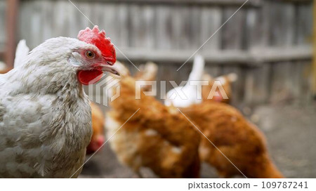 Hens on a traditional free range poultry organic farm grazing on the grass with copy space. Free range chickens roam the yard on a small farm. Chicken and rooster on a farm, summer. 109787241