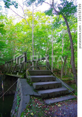 北海道大沼公園 石楠花橋 北海道大沼公園 石楠花橋 109787399