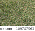 Lawn 109787563