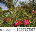 Hibiscus 109787567