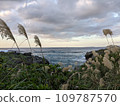 Autumn sea with swaying pampas grass 109787570
