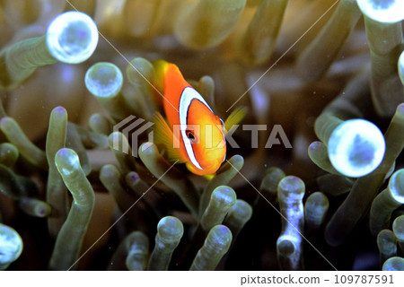 生活在海葵中的幼年小丑魚。 生活在海葵中的幼年小丑魚。 109787591