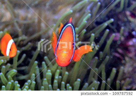 一對生活在海葵中的小丑魚 109787592