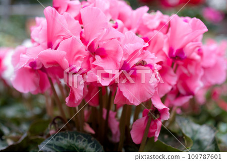 冬花仙客來 冬花仙客來 109787601