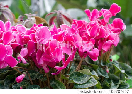 Winter Flower Cyclamen Winter Flower Cyclamen 109787607