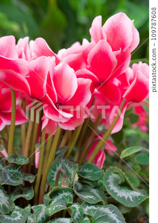 Winter Flower Cyclamen 109787608