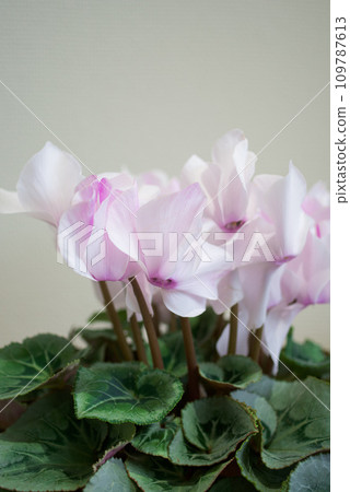 冬花仙客來 冬花仙客來 109787613