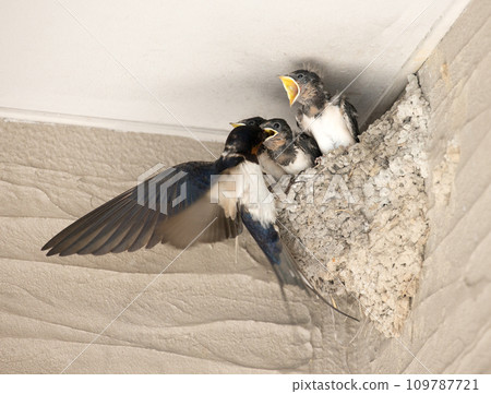 swallow feeding 109787721