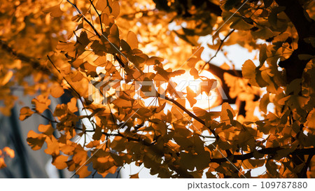 Autumn leaves Autumn leaves 109787880
