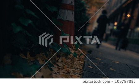 Fallen leaves  109787885