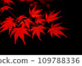 Autumn leaves seen at night #1 109788336