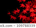 Autumn leaves seen at night #2 109788339