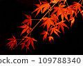 Autumn leaves seen at night #3 109788340