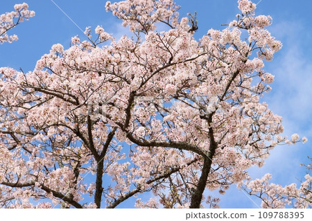 染井吉野櫻花樹和藍天,淡粉紅色的櫻花,賞花 染井吉野櫻花樹和藍天,淡粉紅色的櫻花,賞花 109788395
