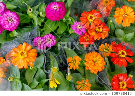 Colorful flowers lined up at a flower shop Colorful flowers lined up at a flower shop 109788413