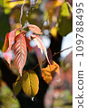 Autumn and green leaves in a nearby park 109788495