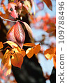 Autumn and green leaves in a nearby park 109788496