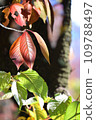 Autumn and green leaves in a nearby park 109788497