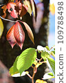 Autumn and green leaves in a nearby park 109788498