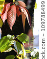 Autumn and green leaves in a nearby park 109788499
