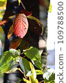 Autumn and green leaves in a nearby park 109788500