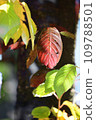 Autumn and green leaves in a nearby park 109788501