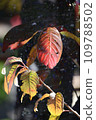 Autumn and green leaves in a nearby park 109788502