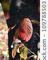 Autumn and green leaves in a nearby park 109788503